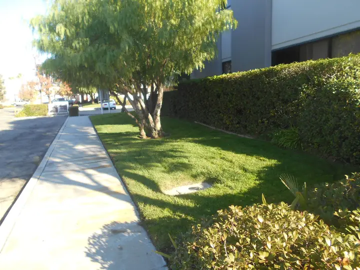 Front Lawn Sidewalk Trees Menifee Ca